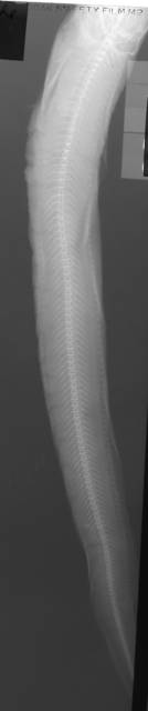 To NMNH Extant Collection (Zoarces gilli USNM 45355 radiograph lateral view)