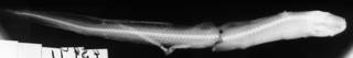 To NMNH Extant Collection (Melanostigma atlanticum USNM 45991 radiograph lateral view)