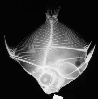 To NMNH Extant Collection (Antigonia capros USNM 51593 holotype radiograph lateral view)