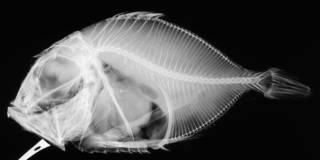 To NMNH Extant Collection (Stethopristis eos USNM 51626 holotype radiograph lateral view)