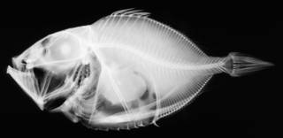 To NMNH Extant Collection (Stethopristis eos USNM 51685 paratype radiograph lateral view)