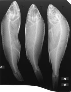 To NMNH Extant Collection (Perca fluviatilis USNM 62371 1 of 2 radiograph lateral view)