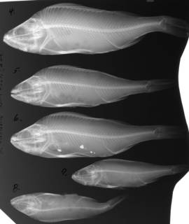 To NMNH Extant Collection (Perca fluviatilis USNM 62371 2 of 2 radiograph lateral view)