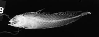 To NMNH Extant Collection (Clinus USNM 28678 radiograph lateral view)
