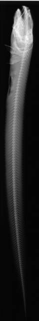 To NMNH Extant Collection (Lycodes camchaticus USNM 74396 holotype radiograph lateral view)