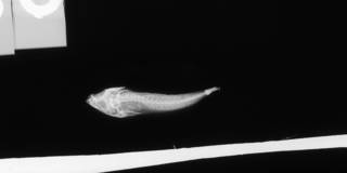 To NMNH Extant Collection (Callionymus rubrovinctus USNM 51580 holotype radiograph lateral view)