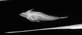 To NMNH Extant Collection (Callionymus corallinus USNM 51581 holotype radiograph lateral view)