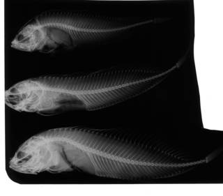 To NMNH Extant Collection (Cristiceps australis USNM 59911 radiograph lateral view)