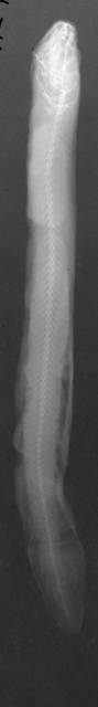 To NMNH Extant Collection (Lycodapus lycodon USNM 75822 radiograph lateral view)