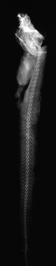 To NMNH Extant Collection (Lycodapus grossidens USNM 75824 radiograph lateral view)