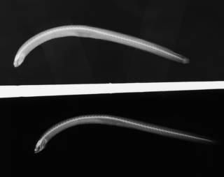 To NMNH Extant Collection (Microdesmus affinis USNM 84300 holotype radiograph lateral view)