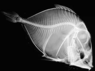 To NMNH Extant Collection (Zen cypho USNM 93140 holotype radiograph lateral view)