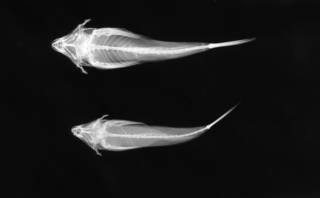 To NMNH Extant Collection (Callionymas distethommatus USNM 99427 paratype radiograph lateral view)