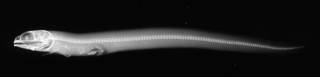 To NMNH Extant Collection (Lycenchelys spilotus USNM 99511 holotype radiograph lateral view)
