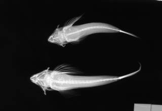 To NMNH Extant Collection (Callionymas distethommatus USNM 99432 paratype radiograph lateral view)