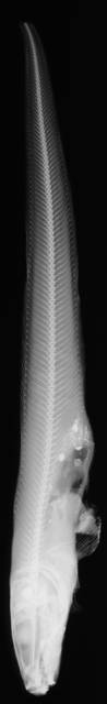 To NMNH Extant Collection (Lycodes brunneus USNM 119446 holotype radiograph lateral view)