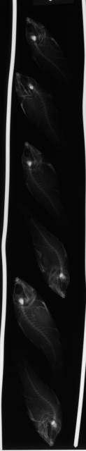 To NMNH Extant Collection (Apogon exostigma USNM 166593 radiograph lateral view)