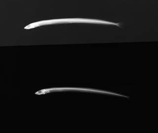 To NMNH Extant Collection (Gunnellichthys irideus USNM 171757 paratype radiograph lateral view)
