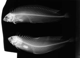 To NMNH Extant Collection (Pavoclinus heterodon USNM 199569 radiograph lateral view)