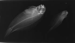 To NMNH Extant Collection (Atrosalarias fuscus USNM 200537 radiograph lateral view)