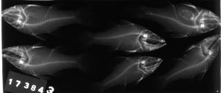 To NMNH Extant Collection (Glossamia aprion USNM 173843 radiograph lateral view)