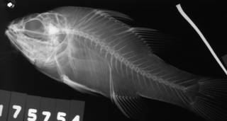 To NMNH Extant Collection (Apogon multitaeniatus USNM 175754 radiograph lateral view)