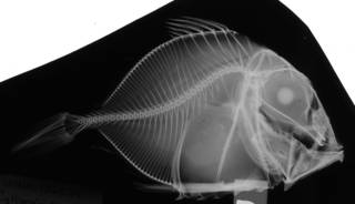 To NMNH Extant Collection (Cyttopsis roseus USNM 186029 radiograph lateral view)