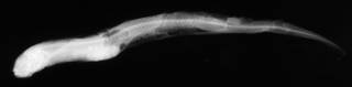 To NMNH Extant Collection (Melanostigma atlanticum USNM 187038 radiograph lateral view)