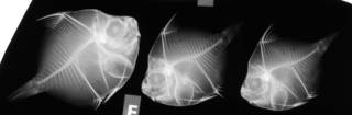 To NMNH Extant Collection (Antigonia combatia USNM 188046 radiograph lateral view)