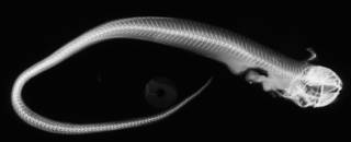 To NMNH Extant Collection (Nalbantichthys elongatus USNM 200671 holotype radiograph lateral view)