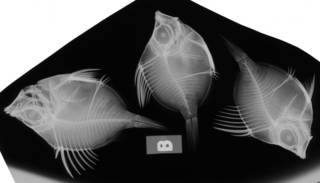 To NMNH Extant Collection (Capros aper USNM 289207 radiograph lateral view)