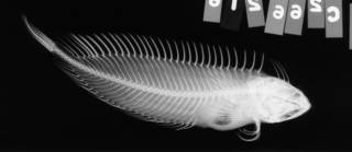 To NMNH Extant Collection (Petraites heptaeolus USNM 297509 radiograph lateral view)