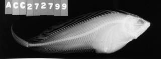 To NMNH Extant Collection (Cristiceps macleayi USNM 299808 radiograph lateral view)