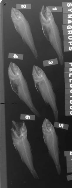 To NMNH Extant Collection (Synagrops philippinensis USNM 44428 radiograph lateral view)