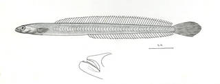 To NMNH Extant Collection (Paragobioides grandoculis P08682 illustration)