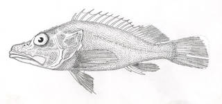 To NMNH Extant Collection (Pontinus castor P06886 illustration)
