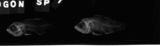 To NMNH Extant Collection (Apogon savayensis USNM 84060 radiograph lateral view)
