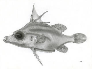 To NMNH Extant Collection (Bathyphylax bombifrons P18662 illustration)