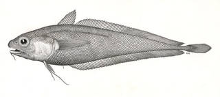 To NMNH Extant Collection (Physiculus talarae P08122 illustration)