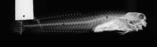 To NMNH Extant Collection (Istiblennius dussumieri USNM 144377 radiograph lateral view)