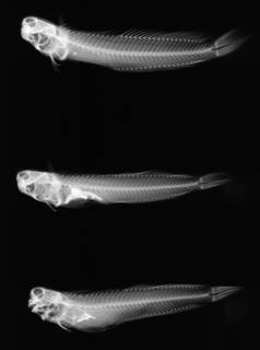 To NMNH Extant Collection (Blenniella periophthalmus USNM 291919 radiograph lateral view)