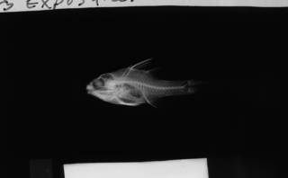 To NMNH Extant Collection (Apogon campbelli USNM 112207 syntype radiograph lateral view)