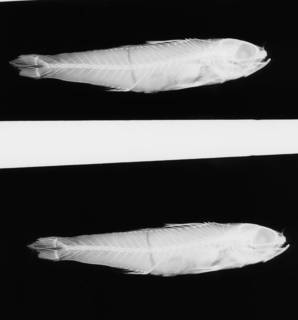 To NMNH Extant Collection (Parasphyraenops atrimanus USNM 74085 holotype radiograph lateral view)