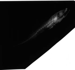 To NMNH Extant Collection (Hynnodus atherinoides USNM 51601 holotype radiograph lateral view)