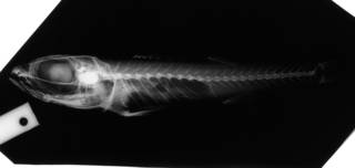 To NMNH Extant Collection (Hynnodus megalops USNM 70255 holotype radiograph lateral view)