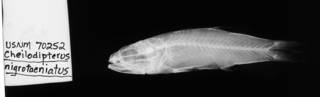 To NMNH Extant Collection (Cheilodipterus nigrotaeniatus USNM 70252 holotype radiograph lateral view)