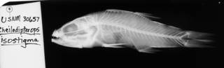 To NMNH Extant Collection (Cheilodipterops isostigma USNM 30657 holotype radiograph lateral view)