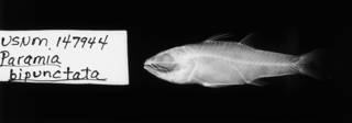 To NMNH Extant Collection (Paramia bipunctata USNM 147944 holotype radiograph lateral view)