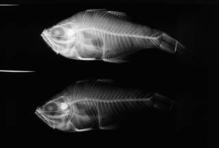 To NMNH Extant Collection (Archamia dispilus USNM 112041 holotype radiograph lateral view)
