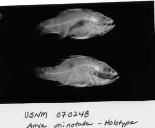 To NMNH Extant Collection (Amia uninotata USNM 70248 holotype radiograph lateral view)